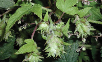 رازک ژاپنی - معرفی و خواص گیاهان دارویی